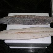 Oilfish Fillet ( Rough Scale ) Skin On