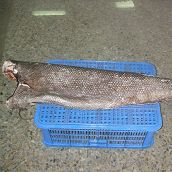 Oilfish DWT ( Rough Scale ) 