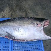 Yellow Fin Tuna DWT - Headless, Gutted, Tail Off
