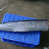Wahoo DWT - Headless, Gutted, Tail Off
